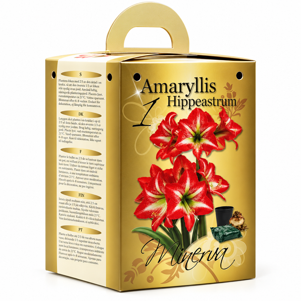 Red & White Amaryllis Gift Kit – Bulb, Pot & Compost B1223
