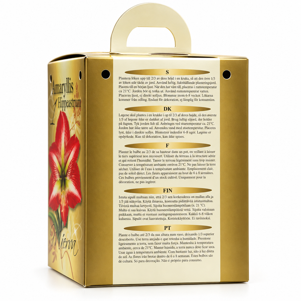 Red & White Amaryllis Gift Kit – Bulb, Pot & Compost B1223