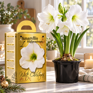White Amaryllis Gift Kit – Bulb, Pot & Compost B1224