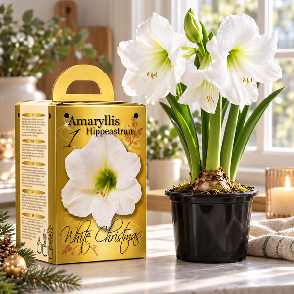 White Amaryllis Gift Kit – Bulb, Pot & Compost B1224