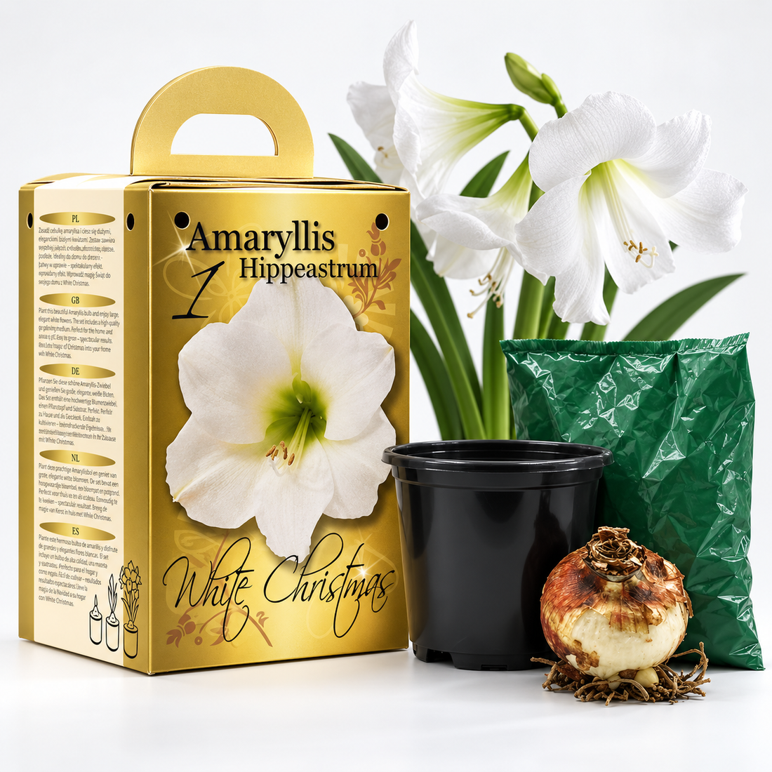 White Amaryllis Gift Kit – Bulb, Pot & Compost B1224