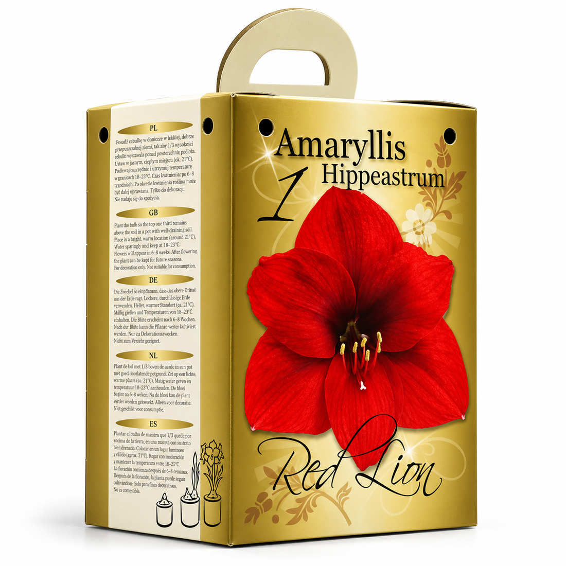 Red Amaryllis Gift Kit – Bulb, Pot & Compost B1225
