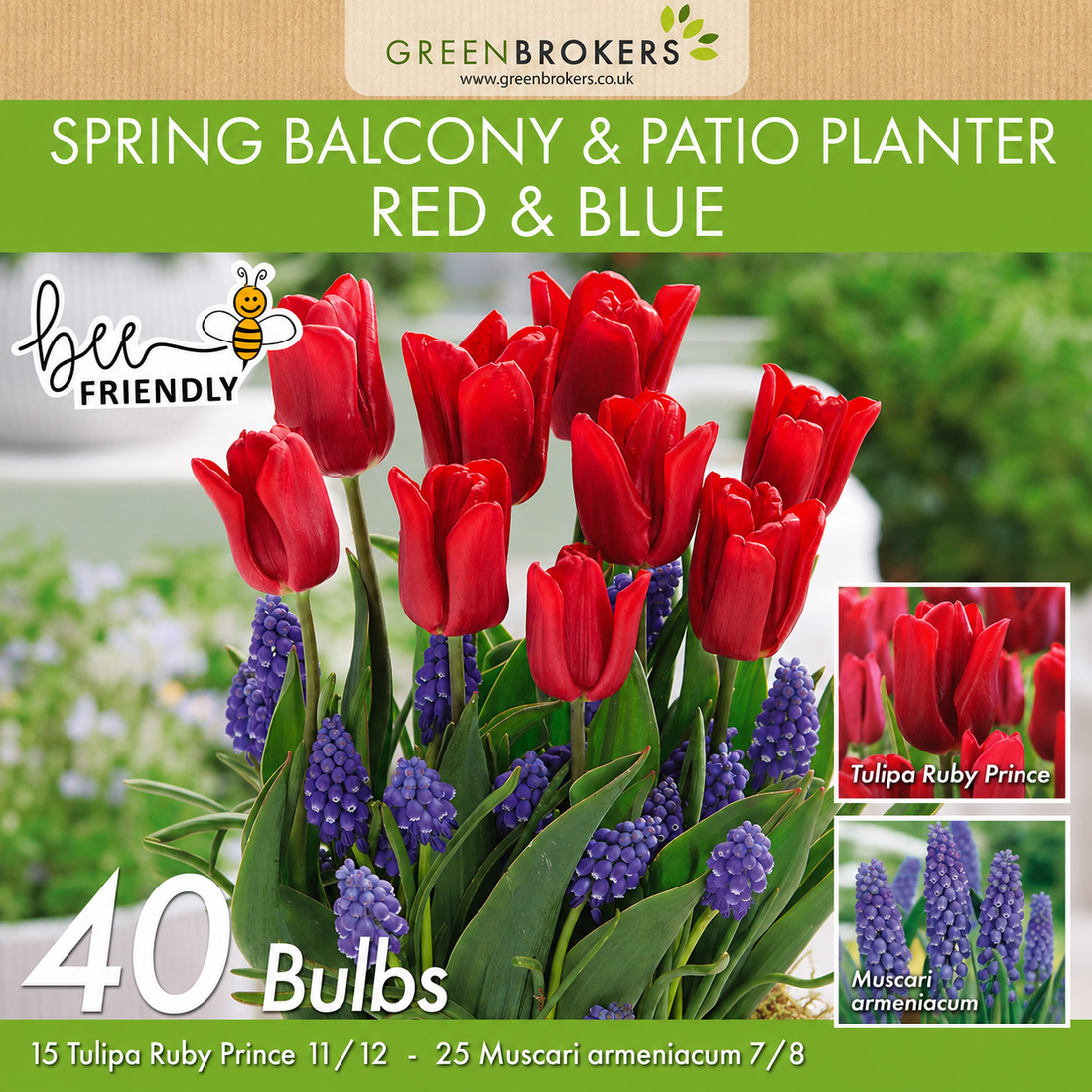 Yellow Gipsy Princess Hyacinth Bulbs – 10 Dutch Bulbs - B1375