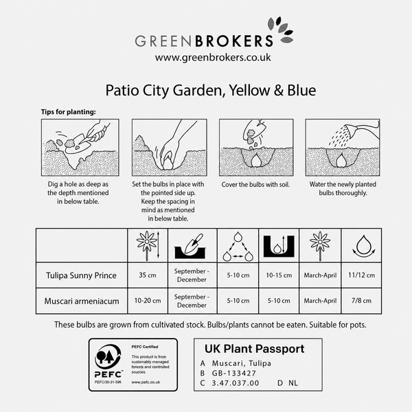 Yellow & Blue Spring Balcony and Patio Planter Bulb Mix – 40 Bulbs - B1316