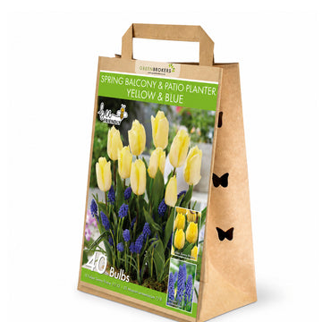 Yellow & Blue Spring Balcony and Patio Planter Bulb Mix – 40 Bulbs - B1316