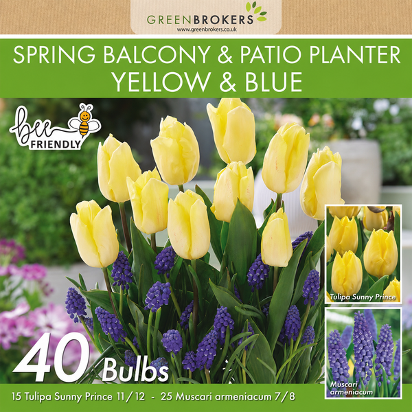 Yellow & Blue Spring Balcony and Patio Planter Bulb Mix – 40 Bulbs - B1316