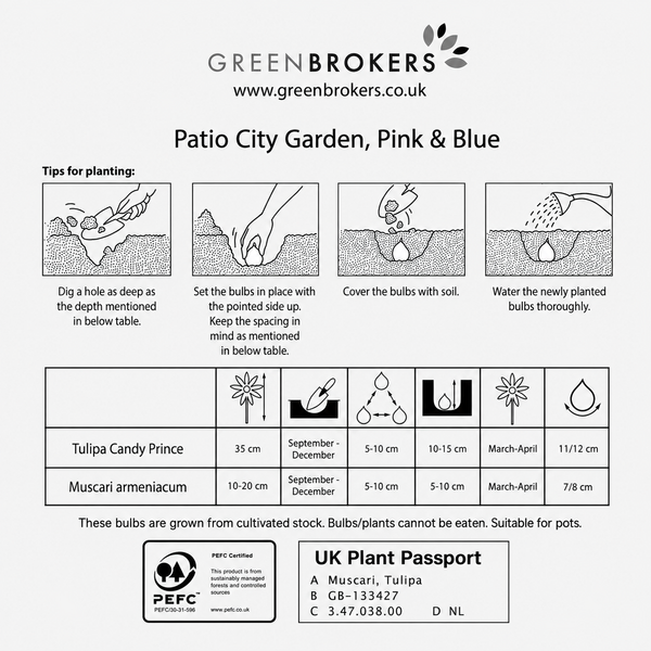 GreenBrokers Balcony and Patio Planter Bulb Mix – 40 Pink & Blue Bulbs B1322