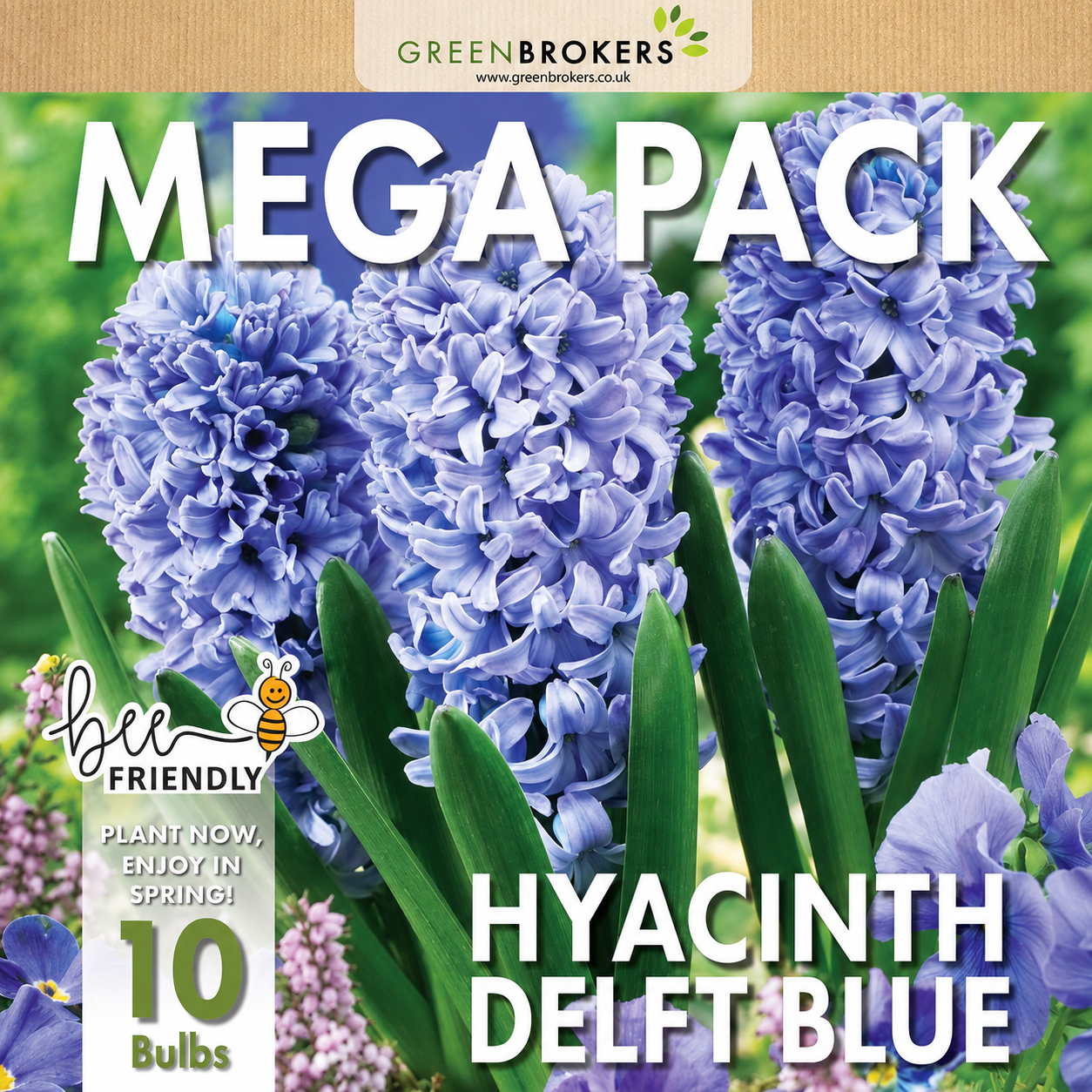 Delft Blue Hyacinth Bulbs – 10 Dutch Bulbs - B1373