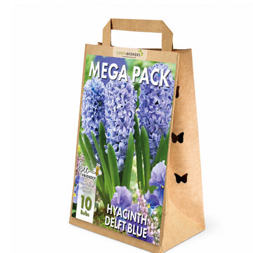 Delft Blue Hyacinth Bulbs – 10 Dutch Bulbs - B1373