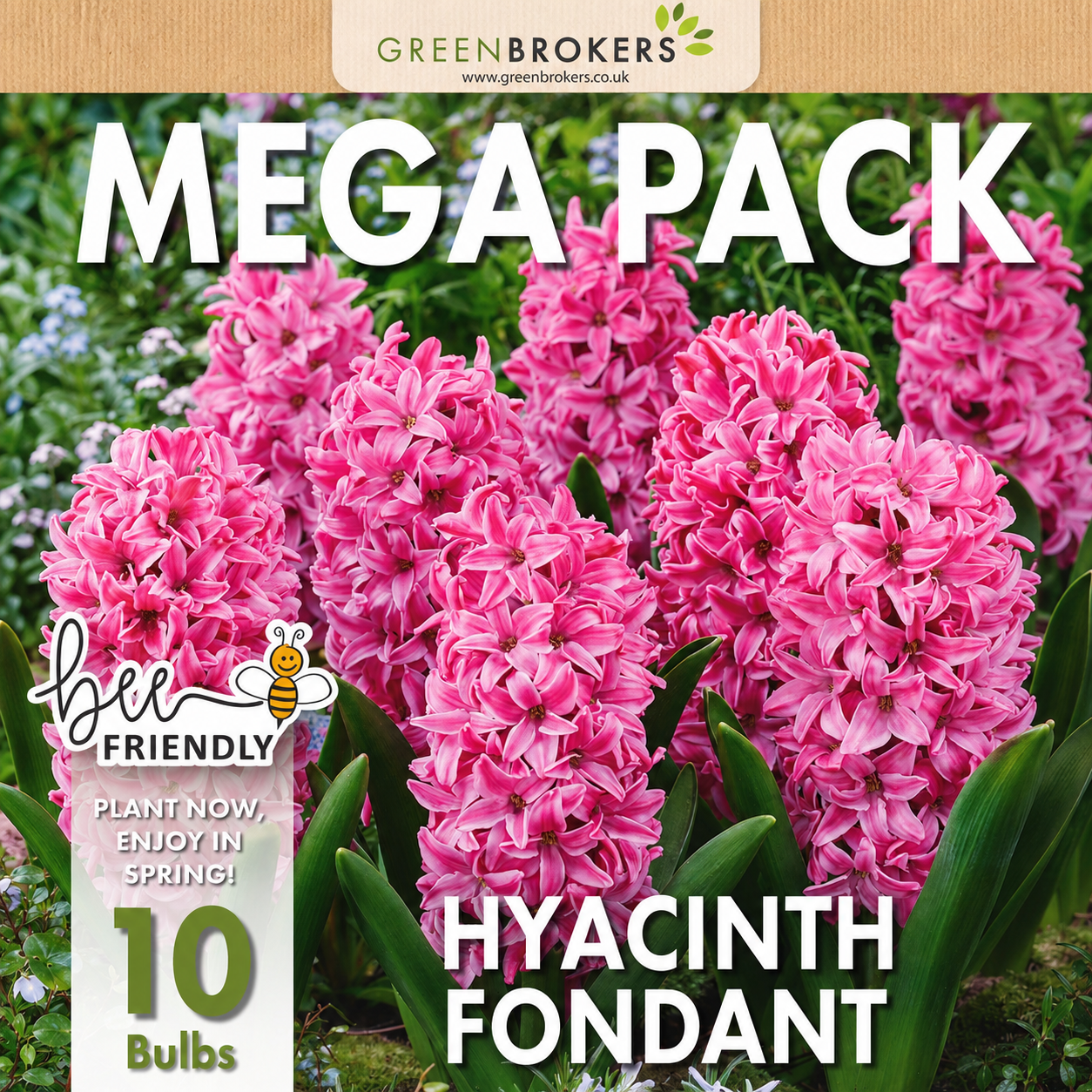 Fondant Pink Hyacinth Bulbs – 10 Dutch Bulbs B1374