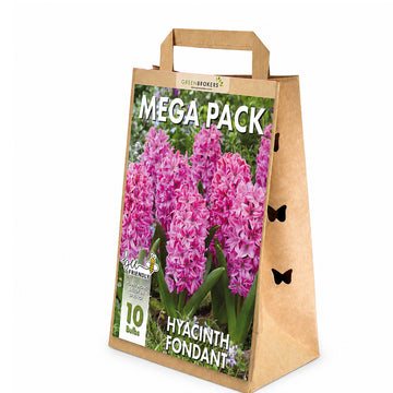 Fondant Pink Hyacinth Bulbs – 10 Dutch Bulbs B1374