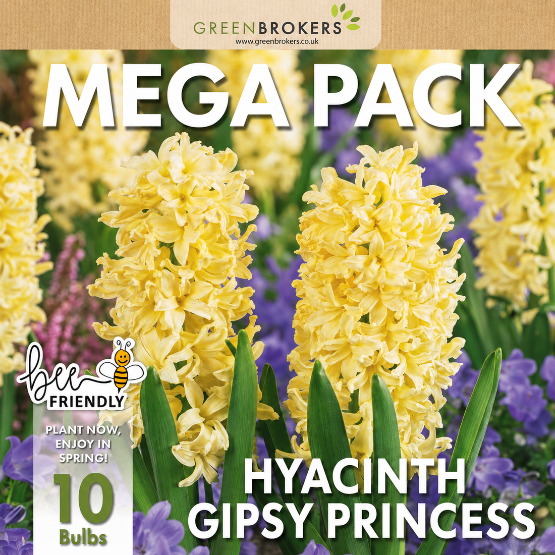 Yellow Gipsy Princess Hyacinth Bulbs – 10 Dutch Bulbs - B1375