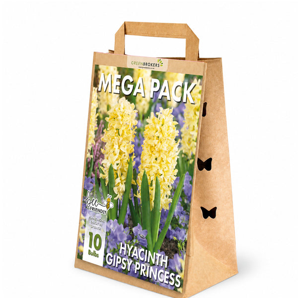 Yellow Gipsy Princess Hyacinth Bulbs – 10 Dutch Bulbs - B1375