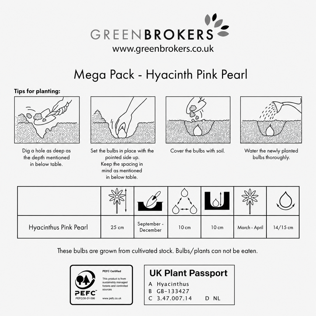 Pink Pearl Hyacinth Bulbs – 10 Dutch Bulbs - B1376