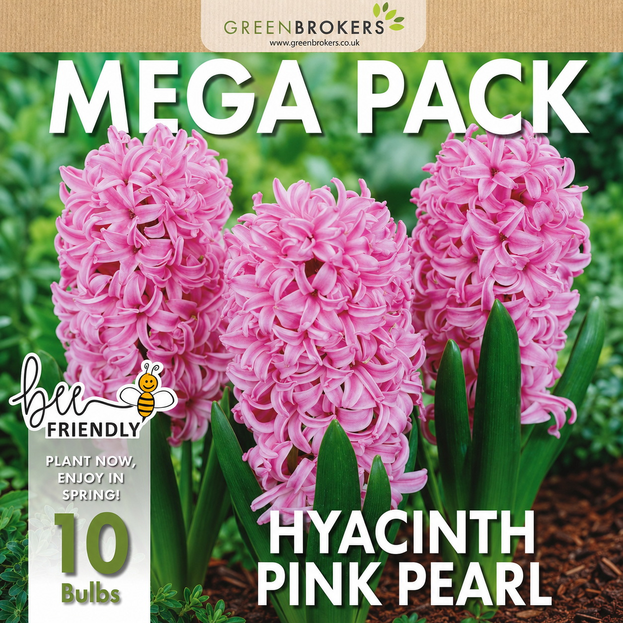 Pink Pearl Hyacinth Bulbs – 10 Dutch Bulbs - B1376