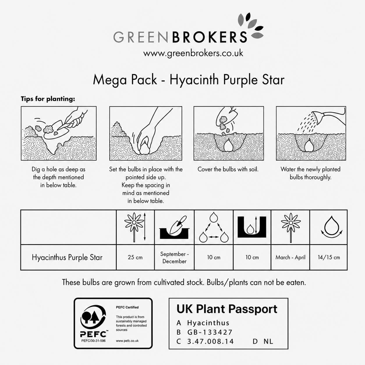 Purple Star Hyacinth Bulbs - 10 Dutch Bulbs - B1377