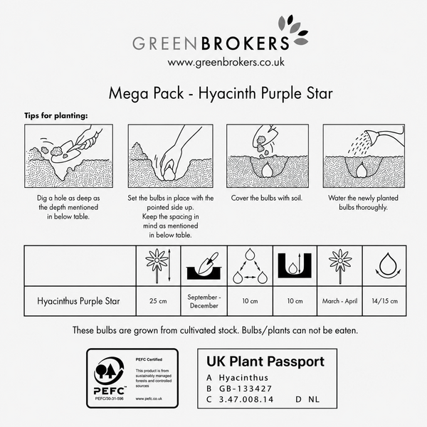 Purple Star Hyacinth Bulbs - 10 Dutch Bulbs - B1377