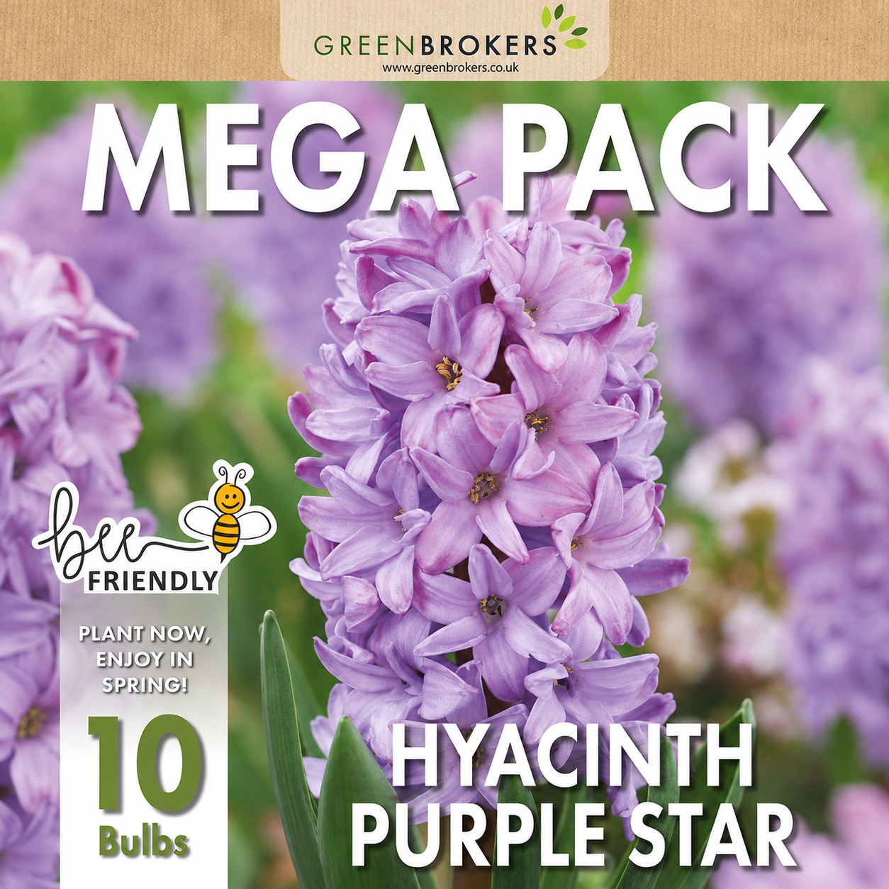 Purple Star Hyacinth Bulbs - 10 Dutch Bulbs - B1377