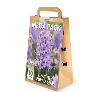 Purple Star Hyacinth Bulbs - 10 Dutch Bulbs - B1377