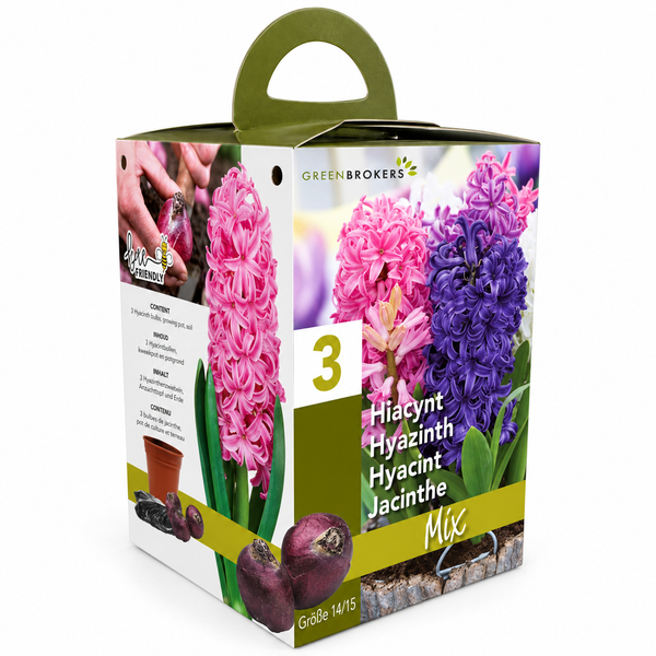 Hyacinth Gift Box – 3 Mixed Bulbs, Pot & Compost, Bee-Friendly B1378