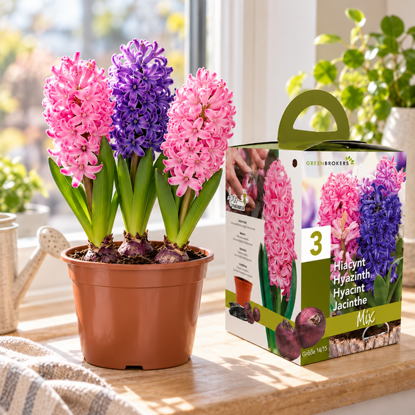 Hyacinth Gift Box – 3 Mixed Bulbs, Pot & Compost, Bee-Friendly B1378