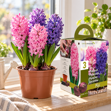 Hyacinth Gift Box – 3 Mixed Bulbs, Pot & Compost, Bee-Friendly B1378