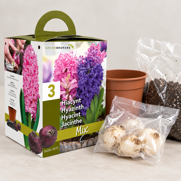 Hyacinth Gift Box – 3 Mixed Bulbs, Pot & Compost, Bee-Friendly B1378