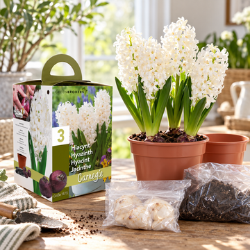 White Hyacinth Gift Box – 3 Carnegie Bulbs, Pot & Compost B1379