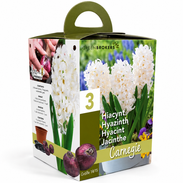 White Hyacinth Gift Box – 3 Carnegie Bulbs, Pot & Compost B1379