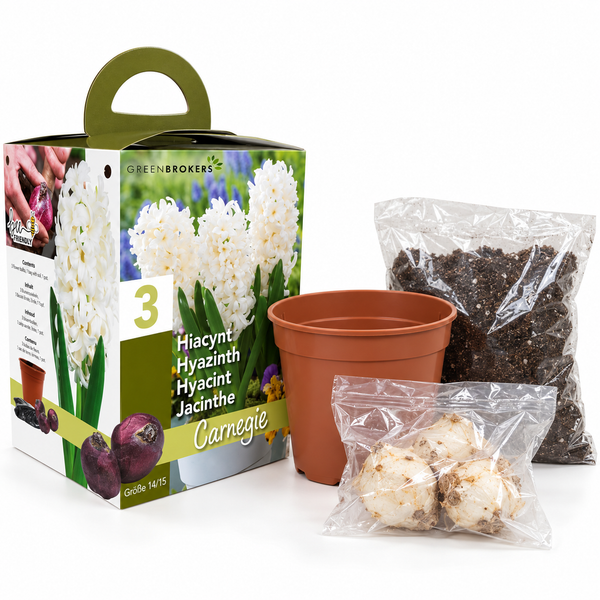 White Hyacinth Gift Box – 3 Carnegie Bulbs, Pot & Compost B1379