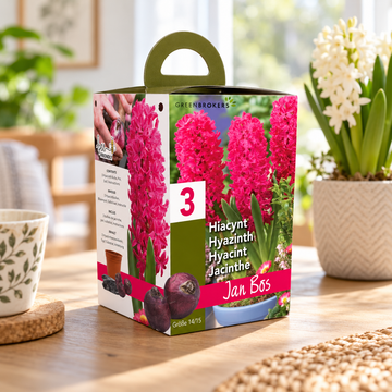 Pink Hyacinth Gift Box – Jan Bos (3 Bulbs),  Pot & Compost B1380