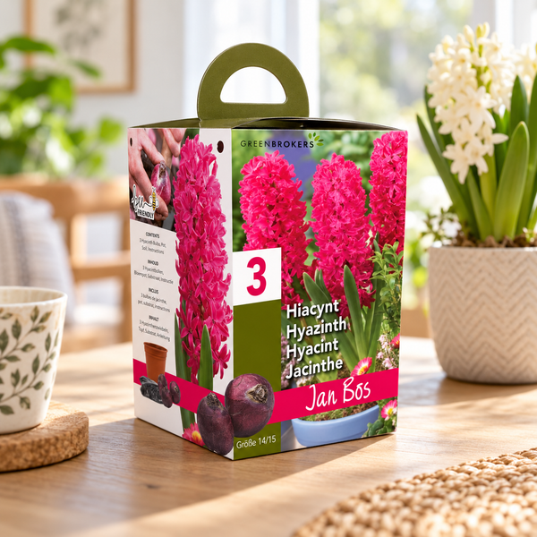 Pink Hyacinth Gift Box – Jan Bos (3 Bulbs),  Pot & Compost B1380