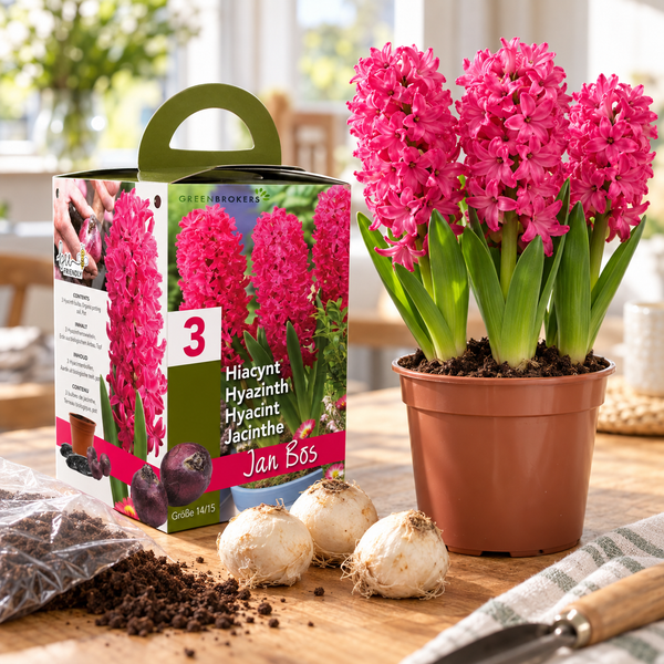 Pink Hyacinth Gift Box – Jan Bos (3 Bulbs),  Pot & Compost B1380
