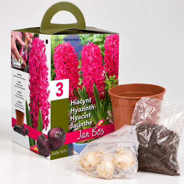 Pink Hyacinth Gift Box – Jan Bos (3 Bulbs),  Pot & Compost B1380