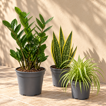 Beginner Friendly 3 Plant Collection - ZZ Plant, Snake Plant & Spider Plant – Mixed Houseplants Set in 1L Pots