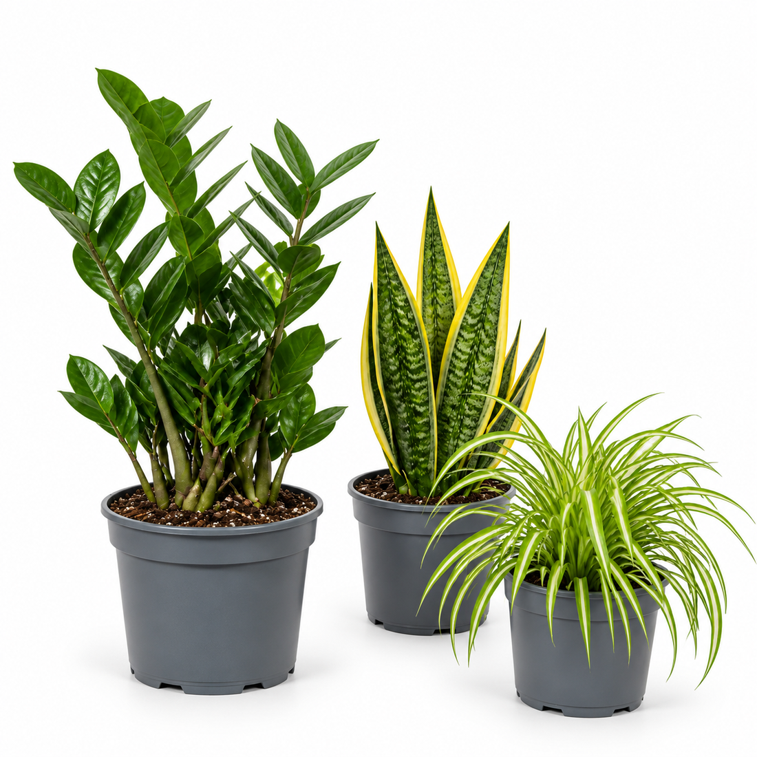 Beginner Friendly 3 Plant Collection - ZZ Plant, Snake Plant & Spider Plant – Mixed Houseplants Set in 1L Pots