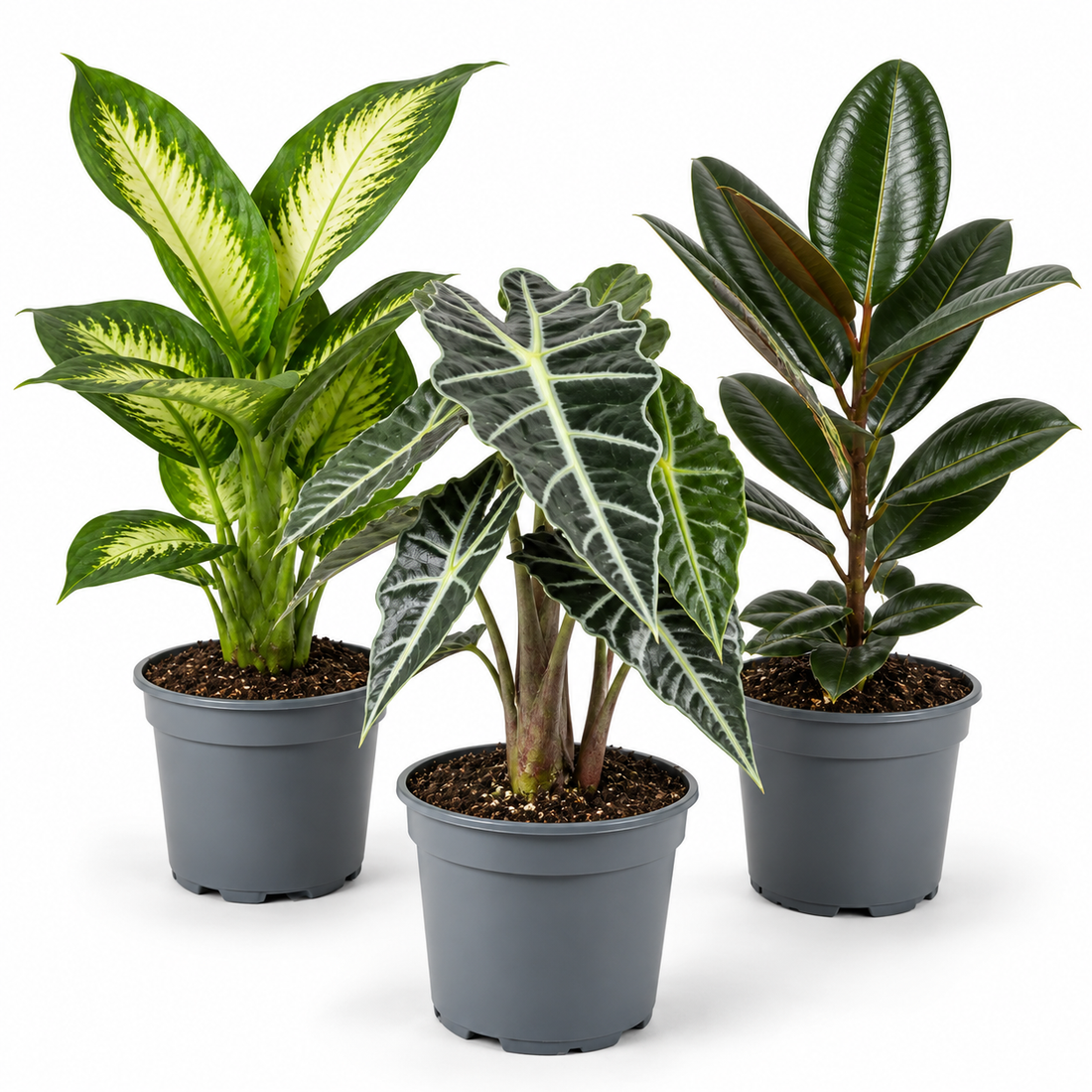 Bold Leaf 3 Plant Collection - Dieffenbachia, Alocasia Polly & Rubber Plant, 1L Pots