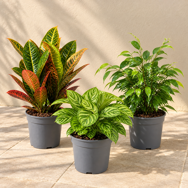 Colourful Foliage 3 Plant Collection - Croton Petra, Maranta & Ficus Belize – 3 Mixed Houseplants in 1L Pots