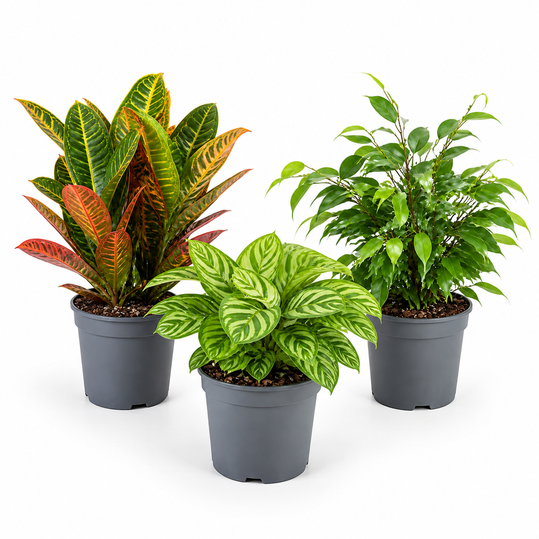 Colourful Foliage 3 Plant Collection - Croton Petra, Maranta & Ficus Belize – 3 Mixed Houseplants in 1L Pots
