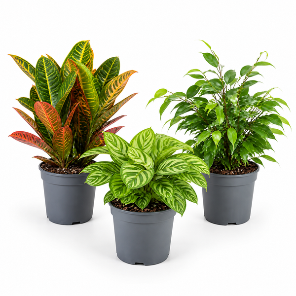 Colourful Foliage 3 Plant Collection - Croton Petra, Maranta & Ficus Belize – 3 Mixed Houseplants in 1L Pots