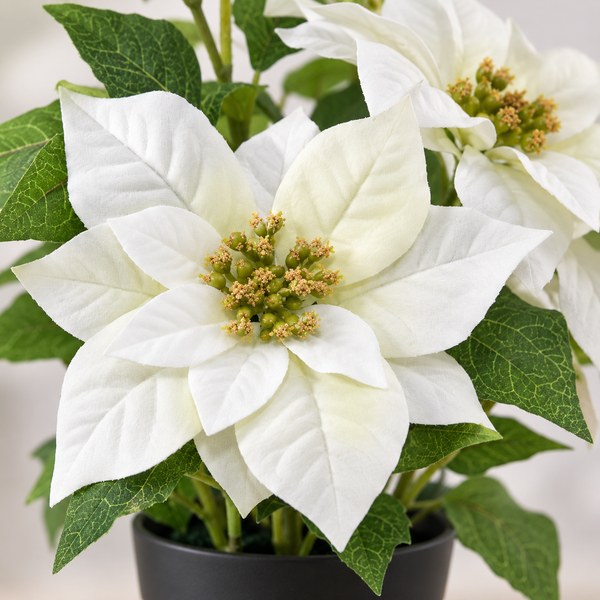 GreenBrokers Artificial White Poinsettia Christmas Plant in Pot 46cm D1358