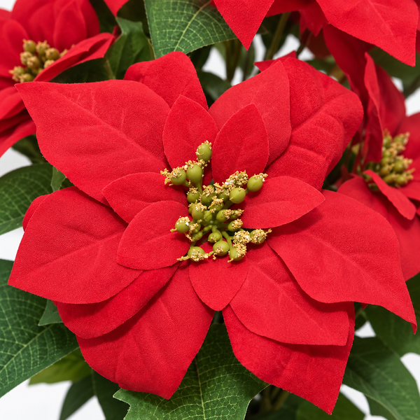 GreenBrokers Artificial Red Poinsettia Christmas Plant in Pot 36cm D1399