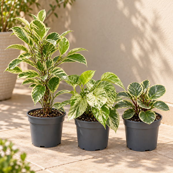 Designer Variegated 3 Plant Collection - Ficus Belize, Marble Queen & Peperomia Plant, 1L Pots