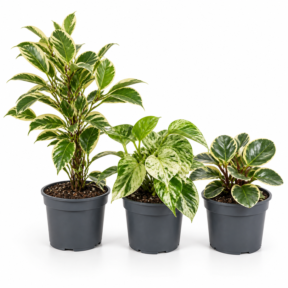 Designer Variegated 3 Plant Collection - Ficus Belize, Marble Queen & Peperomia Plant, 1L Pots