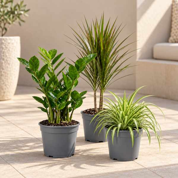 Easy Care 3 Plant Collection - Spider Plant, ZZ Plant & Dracaena Marginata, 1L Pots