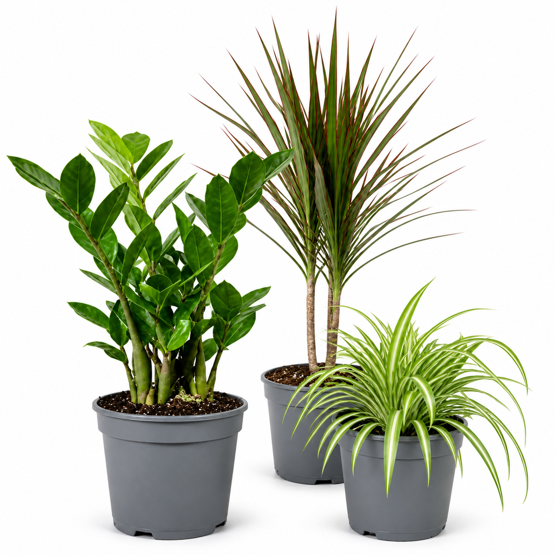 Easy Care 3 Plant Collection - Spider Plant, ZZ Plant & Dracaena Marginata, 1L Pots