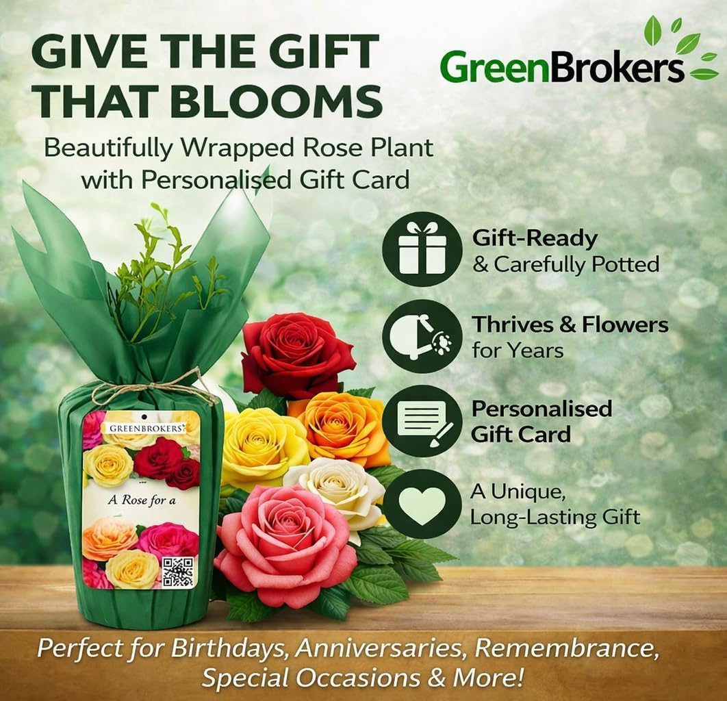 “A Rose to Say Happy Birthday”- Gift Wrapped - 3L Potted - Five Colour Choices