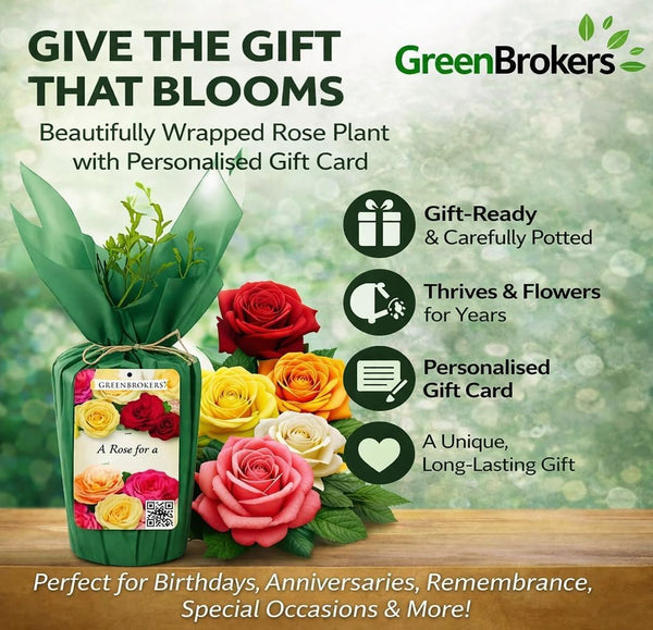“A Rose to Say Happy 60th Birthday”- Gift Wrapped - 3L Potted - Five Colour Choices