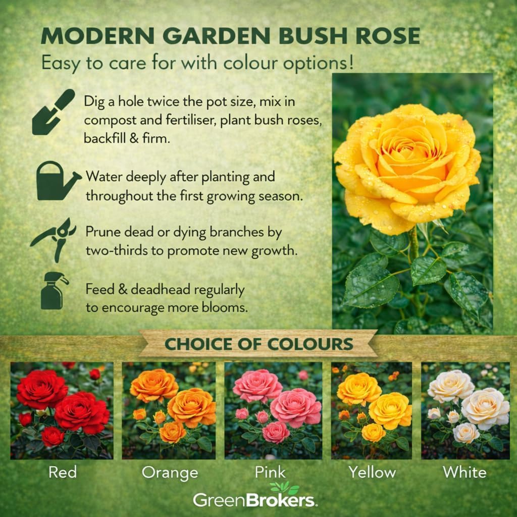 “A Rose to Say Happy Birthday”- Gift Wrapped - 3L Potted - Five Colour Choices