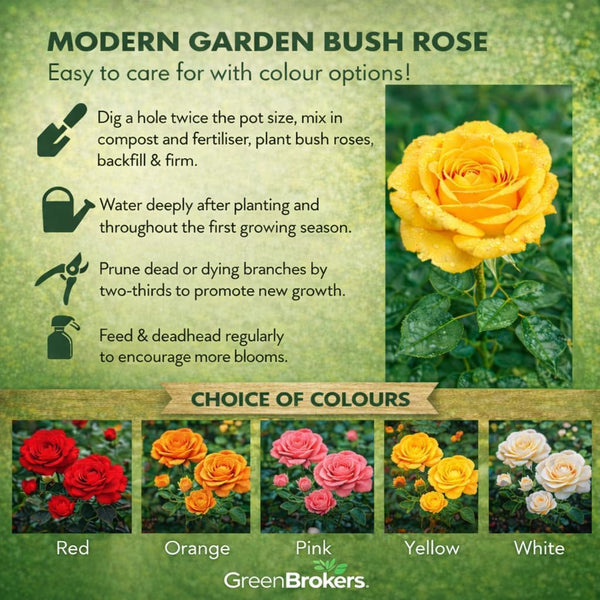 “A Rose to Say Happy 60th Birthday”- Gift Wrapped - 3L Potted - Five Colour Choices